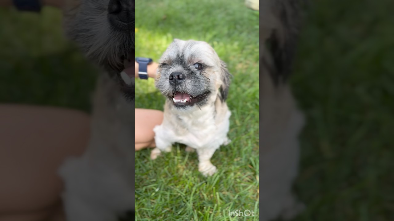Enlarge Louie, a Adoptable Shih Tzu in Winchester , VA video 6/6