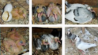 The rapid Development of the Pigeon
