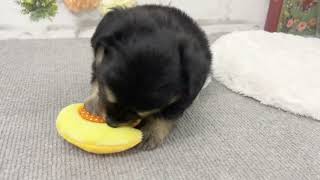 ハーフ犬の動画02