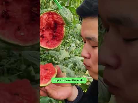 WatermelSeeds 4 online video cutter com11