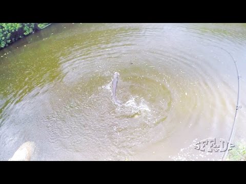 South Florida - Fishing for Bullseye Snakehead Before Tropical Storm huge 9.5 lb - HD Video # 138