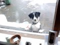 Boyero de Appenzell - Appenzeller Sennen Cool Dog Tricks