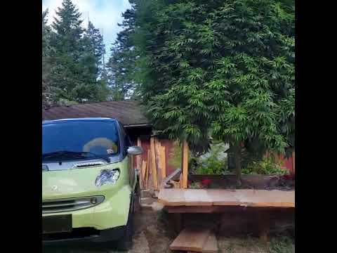 Biggest Cannabis plant in the world