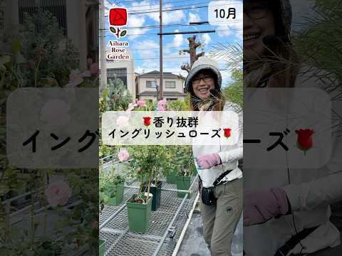 最も香りのよいバラの品種トップ 5: 歴史、栽培、維持管理  庭園