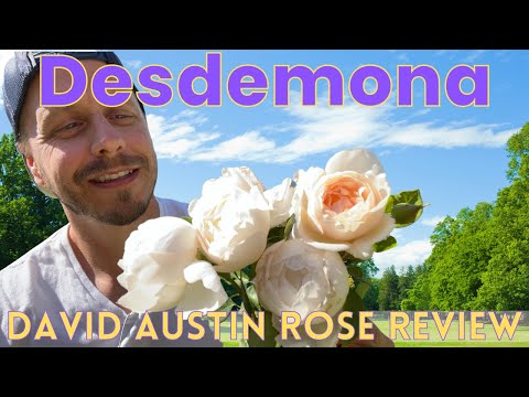 Desdemona from David Austin Roses