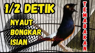 Download lagu PANCINGAN murai batu gacor PAGI SIANG MALAM AMPUH buat PANCINGAN murai batu agar cepat bunyi emosi mp3