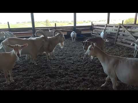 Caprinos de leche en plantel Pencahue (Región del Maule - Chile)