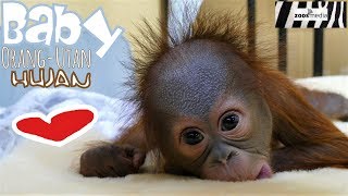 BABY Orang-Utan HUJAN im ZOO KREFELD | zoos.media