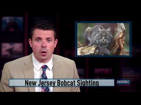 Bobcat Sighting