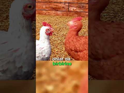 Tavuklara Neden Gözlük Taktılar? 🤔🐔👓🩸