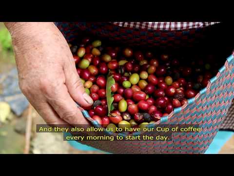Sustainably facing coffee rust threat in Mexico.