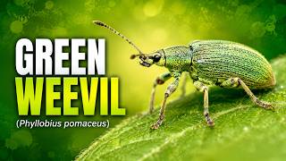 Green weevil(Phyllobius pomaceus) Mating