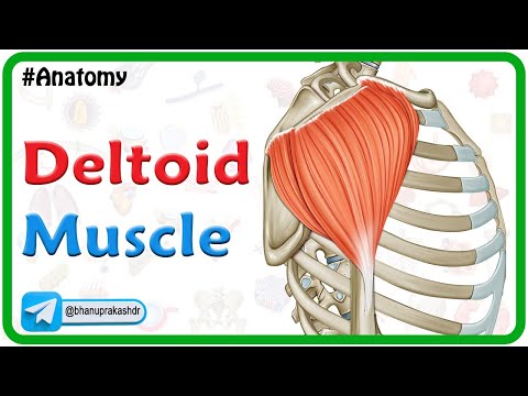Deltoid Muscle Anatomy: Origin, Insertion, Nerve supply and Actions : Dr G Bhanu Prakash