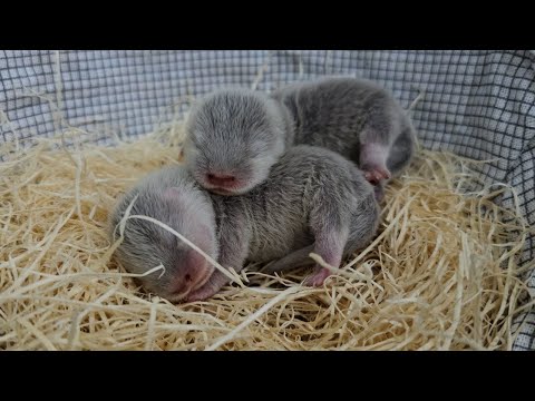 갑자기 아기수달이 아기수달을 출산했어요..!! 심장 움켜쥐고 보세요..ㅠㅠ