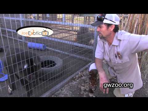 GW Zoo Animal Spotlight - Kazari