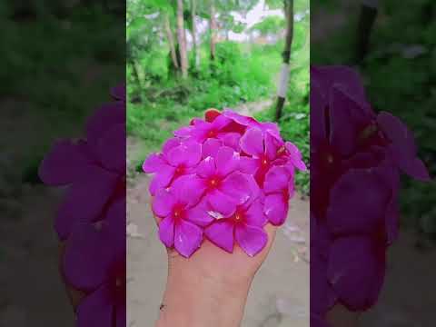 Arifa Akter 💞💞💞💞💞