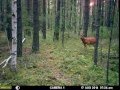 Кто ходит по звериной тропе?! 