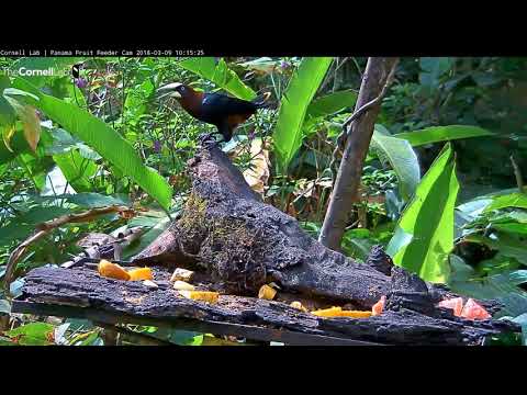 Video 2018 03 09 101458 Oropendola chatters before taking a banana to go edit