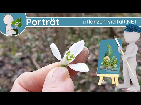🖼️ Porträt 002 - "Kleines Schneeglöckchen" (Galanthus nivalis) - Wildpflanze (Frühblüher/Giftig)