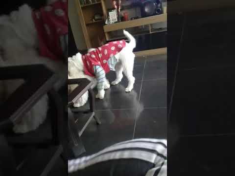 con mis mascotas yaco Lucia y negrito