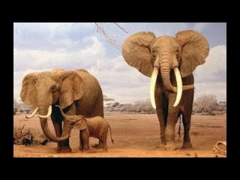 il libro della savana:olimpiadi nella savana documentario