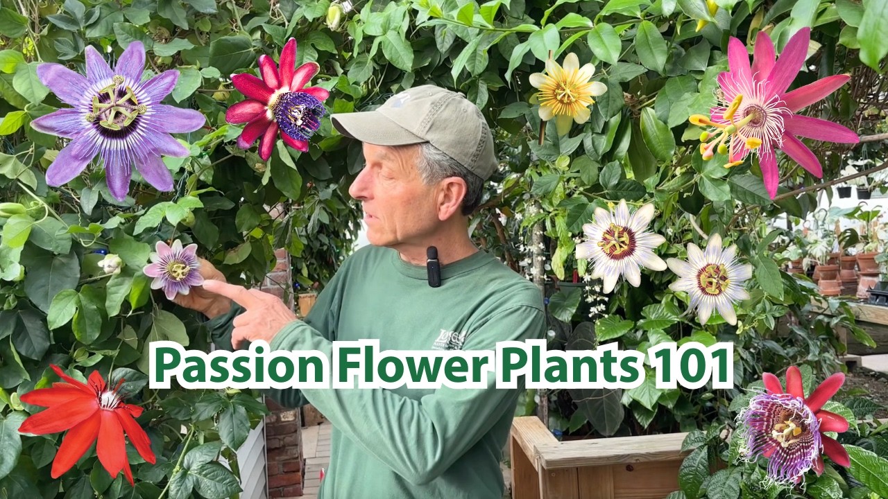 Our Favorite Passion Flower Vines: Best Varieties for Fruit, Blooms & Cold Climates