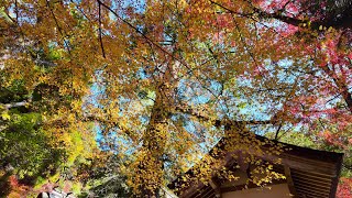 2023年紅葉総集編