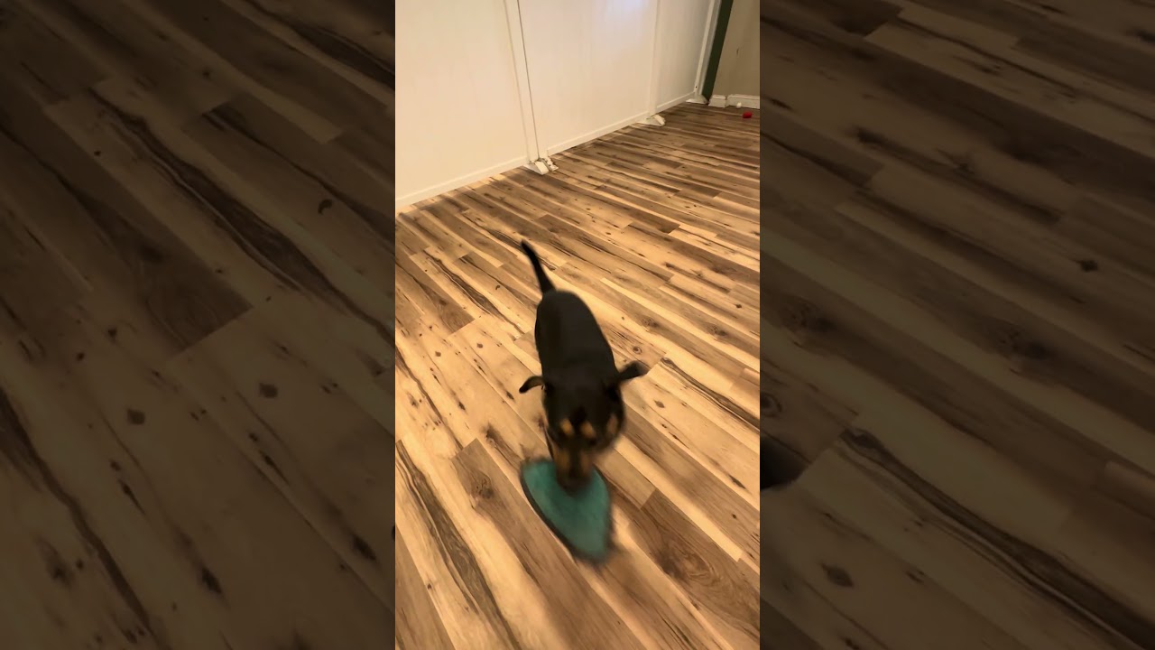 Enlarge Scruffles, a Adoptable mixed breed in Clinton, CT video 3/6