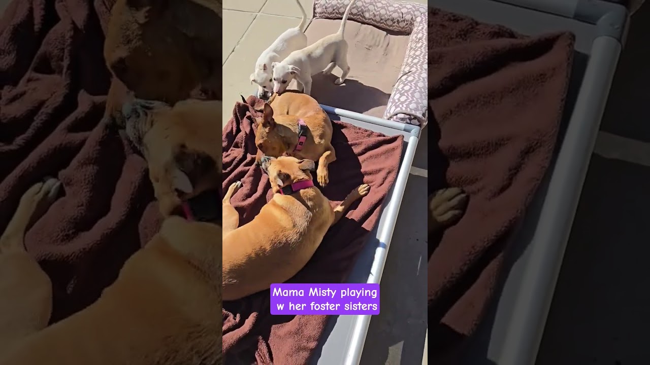 Misty, a Adoptable mixed breed in Evergreen, CO video 6/6