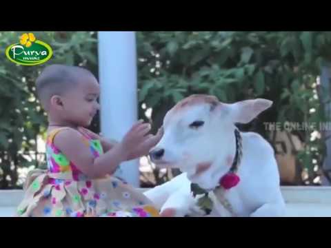 गैया तेरा हाल देख के