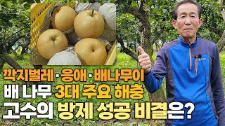 깍지벌레부터 응애, 배나무이까지! 고수의 배 3대 해충 방제 성공 노하우를 공개합니다