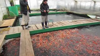 THE TRUTH ABOUT KOI FISH... (How They're Made) 😳