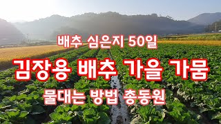 김장용 배추 가을가뭄 만만히 보심 안됩니다. [배추재배방법]
