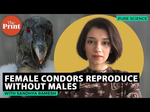 Female condor birds produce offspring without mating