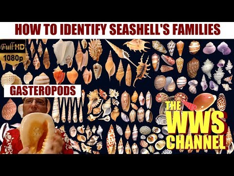 download lagu mp3 mp4 Different Kinds Of Seashells And Their Names, download lagu Different Kinds Of Seashells And Their Names gratis, unduh video klip Different Kinds Of Seashells And Their Names