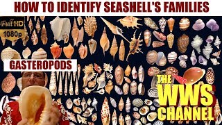 How to identify shells (browsing shells families) ! Sea shell Collection