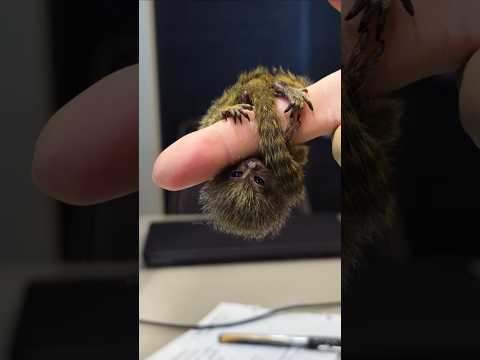 Why is this monkey difficult to raise? #shorts