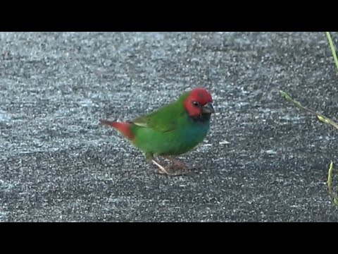 Amada záhradná (Erythrura pealii) — video o speve a chove