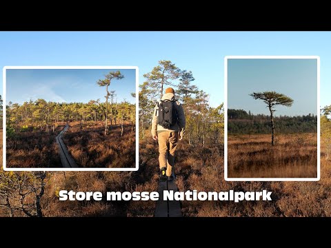 Photographing a chaotic landscape. Store mosse Nationalpark. Nature photography