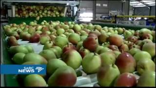 Apple, pear crops produce good harvest despite the ongoing drought