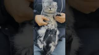 Download lagu Cute Cat #cutecat #cutecatshort #cuteanimals #kucing #kucinglucu #kucingimut mp3 Download lagu Cute Cat #cutecat #cutecatshort #cuteanimals #kucing #kucinglucu #kucingimut mp3