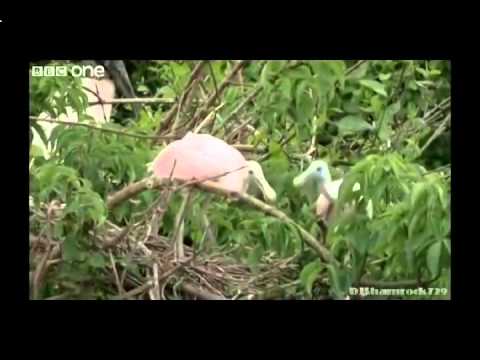 Animal Crackers - The Best Of Bbc One's Walk On The Wild Side