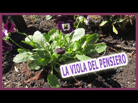 LA VIOLA DEL PENSIERO O PANSE' - COME COLTIVARE QUESTA PIANTA - LINGUAGGIO DEI FIORI -