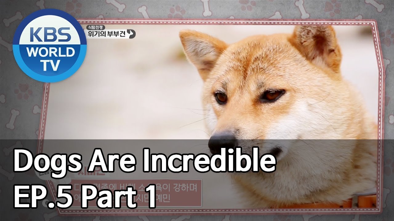 Dogs are incredible | 개는 훌륭하다 EP.5 Part 1 [SUB : ENG/2019.12.24]