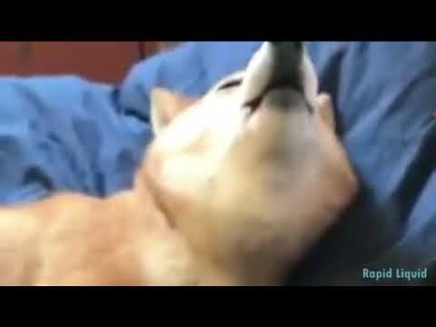 imagine doggos-beliver