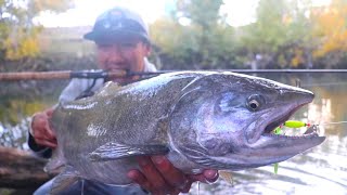 MASSIVE FISH in the HEART of the BAY AREA (Urban Giant)