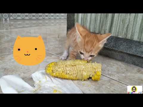 Baby Cat Eating Corn