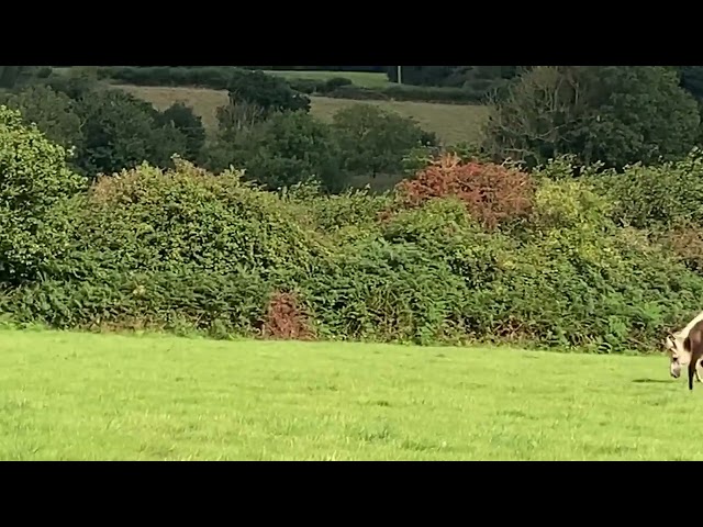 poulain PFS sport taillle D