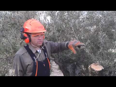 PODA OLIVO JAEN ALCAUDETE VIDEO 1