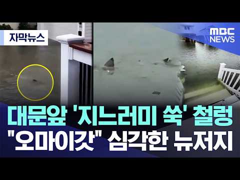 홍수로 잠긴 미국 뉴저지 서프시티에 상어가 나타났어요!